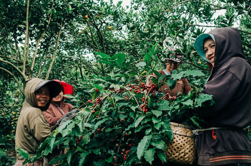 Bali Single-Origin Coffee: What Makes it Unique & Irresistible?